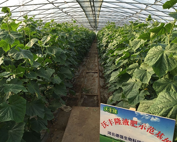 沃丰隆黄瓜