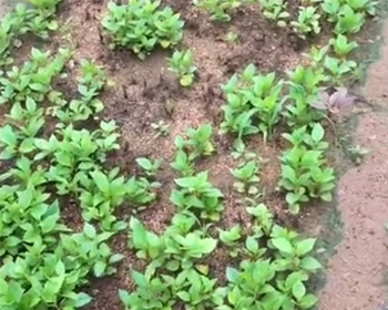 植物应用