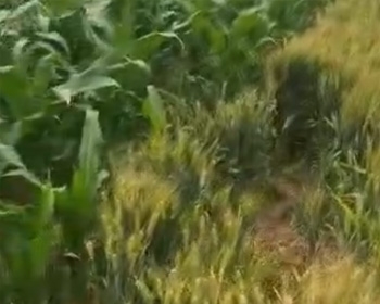 植物对比实验